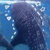 minishark36