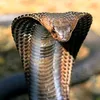 rozaeyo