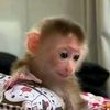 free babies monkeys for rehomi