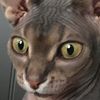 l0rdchupa1a