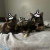 catclaiy182