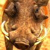 Beautiful animals sounds