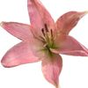 jasmine15202