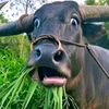 gaurav.raya
