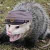 col.opossum