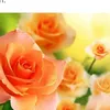_nhi713