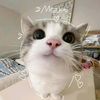 lisapuspita4__