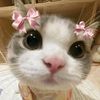 matchaa_485
