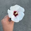 jasmin50002