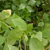 ustosu
