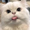 fanzlucu5