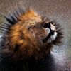 junglebook7878