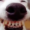 domdomchu1jack