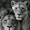 samane.bil
