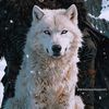 zahrasadat676