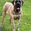 zimbabwean.dog.ow