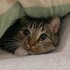 Panna cotta kitten