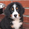 yuta.the.bernese