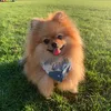 luna._.pomeranian