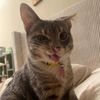 raptorcat24