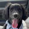 piper.theaussiedoodle