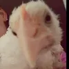 strawberrylitakush