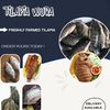 Tilapia wura