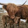miniaturehighland1