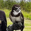 poisiongwen
