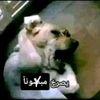 omar2010nn
