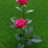 usman.adeya