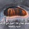 user6017969194361