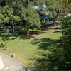 flor_20883