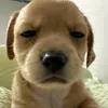 dumamayconchotiktok