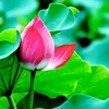 Bụi Trần