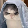 sifat.ahmed363