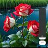 mdmasud.masud488