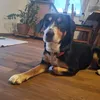flo_1706