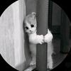 shumilajameel3