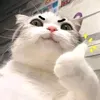 subachoc11