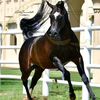 aladham038