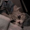 dyy_786
