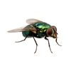 yodjexceptimafly