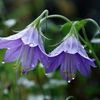 bellflower_68