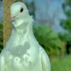 massseed