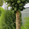 fzwani2030fzwani