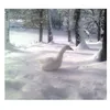 winteraccdavid