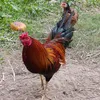 barobolox