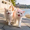 catflixcomedy