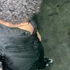 al.commando7
